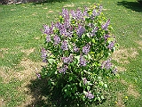 30 Nancy's Garden [2009 May 10]